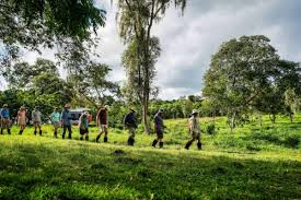 Agroforestry and tree crops